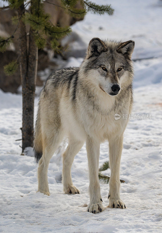 灰狼或灰狼(Canis lupus)是一种原产于北美荒野和偏远地区的犬科动物。在冬天与雪和特写。